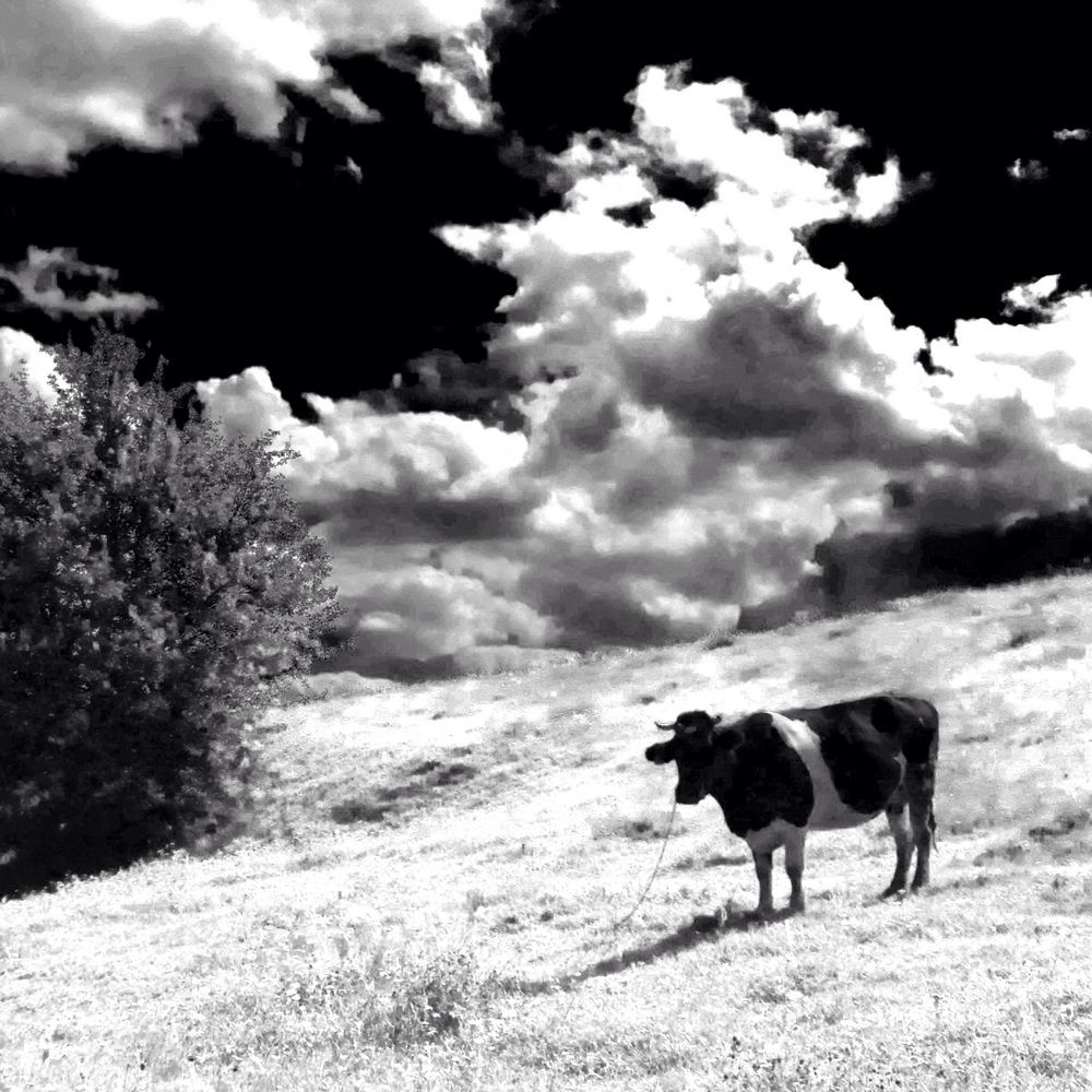 Cloudy cow