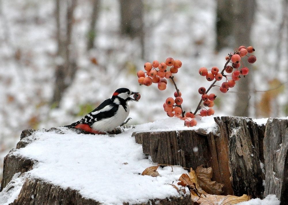 *Спасибо за угощение*
