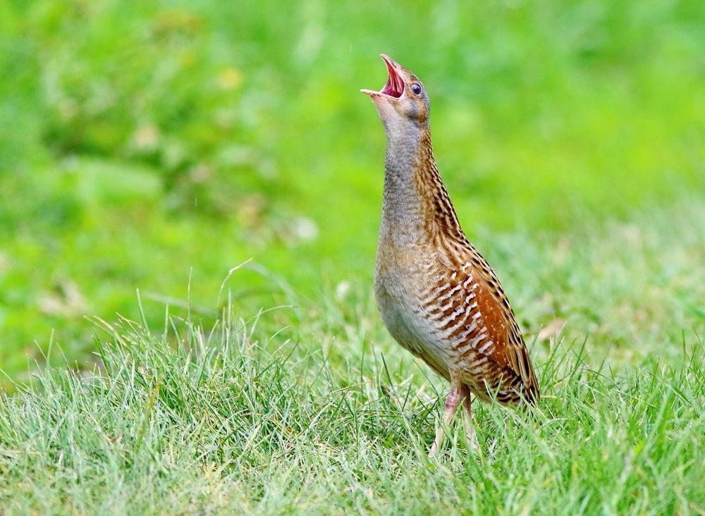 Где-то плачет коростель...