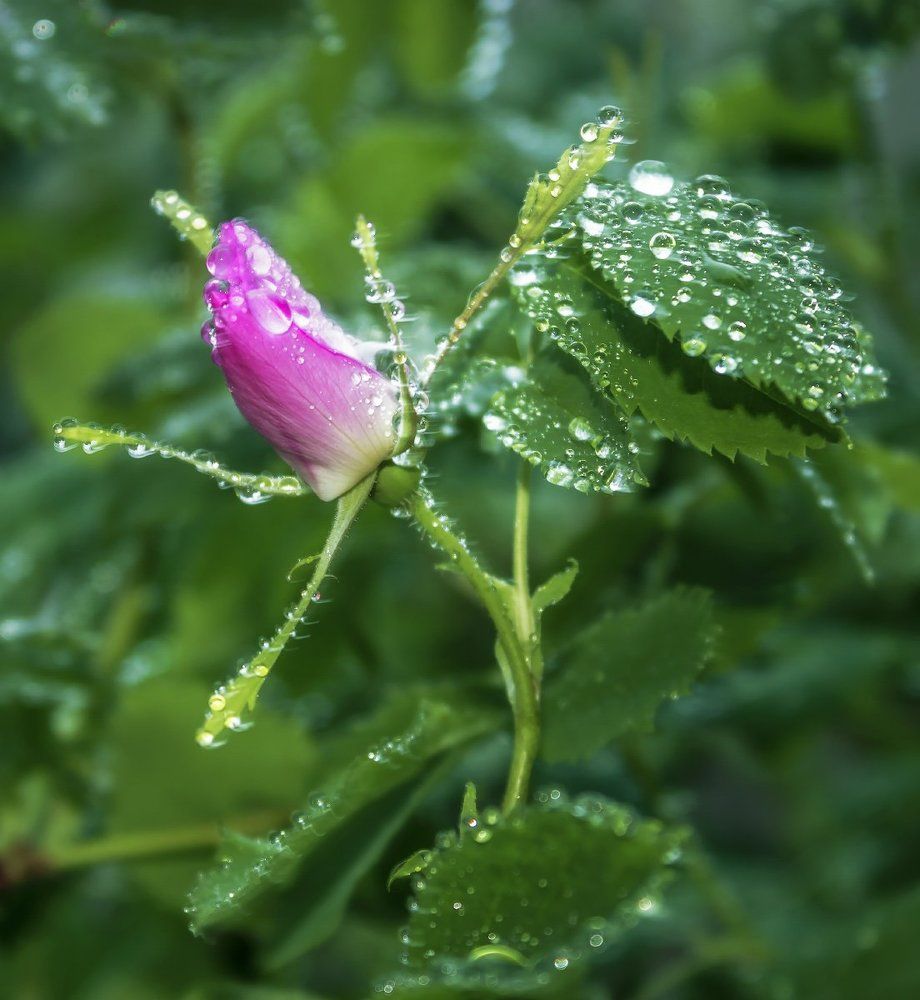 Роза в капельках дождя