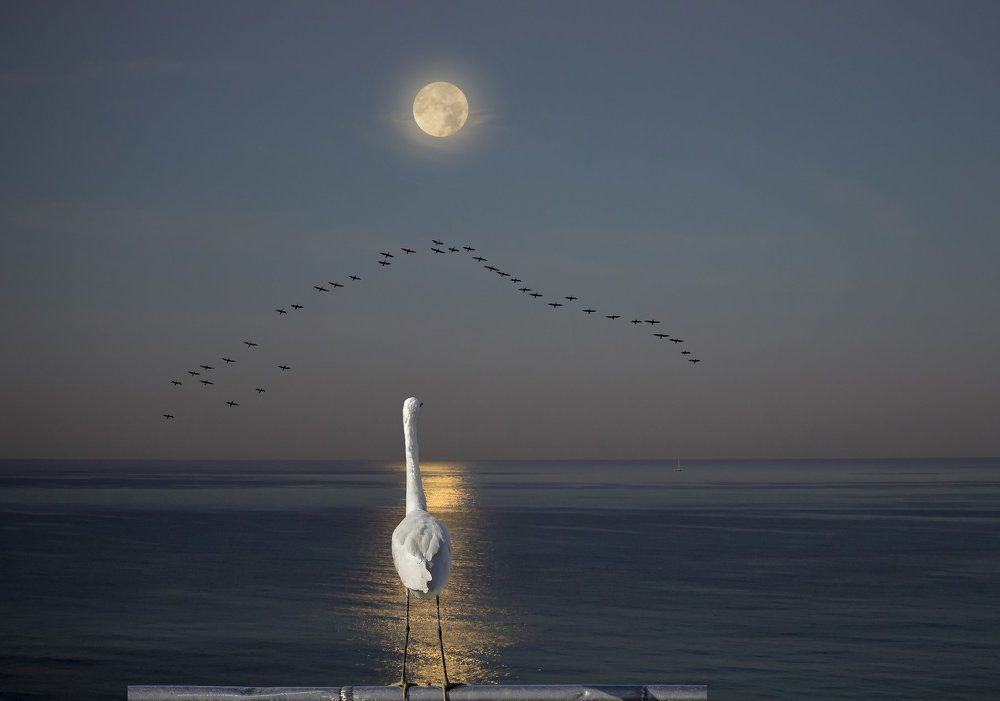 Красивая, уставшая от одиночества птица ищет...))