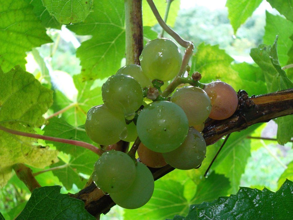 Photograph by Наталья Цуран