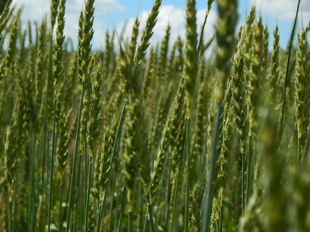 Пшеничный рай