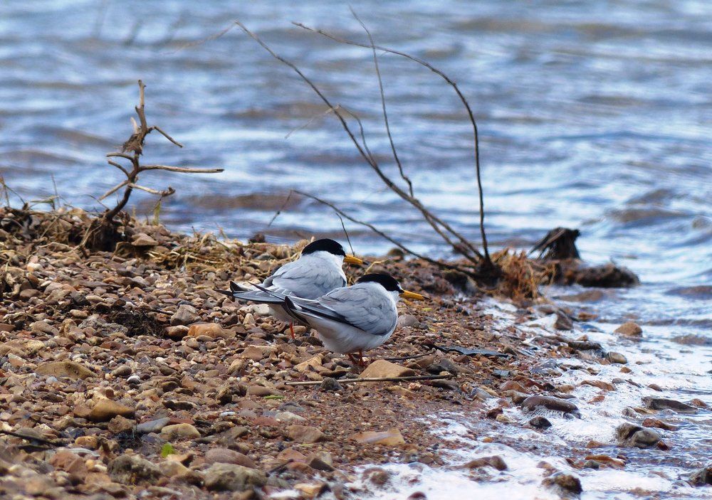 Малые крачки