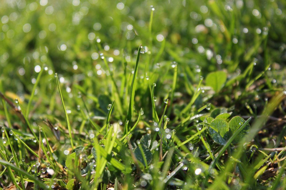 звездочки в траве