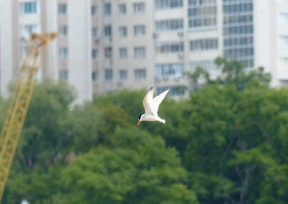 Малая крачка