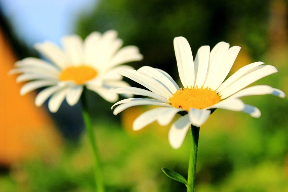 Ромашки, ромашки - белый лепесток