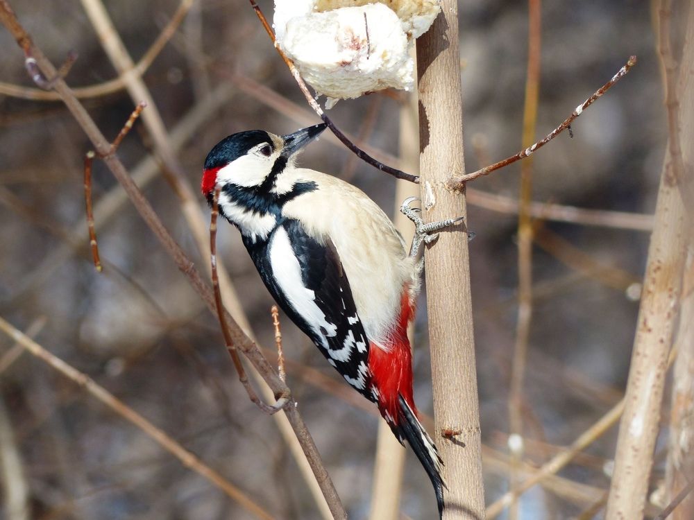 Большой пестрый дятел