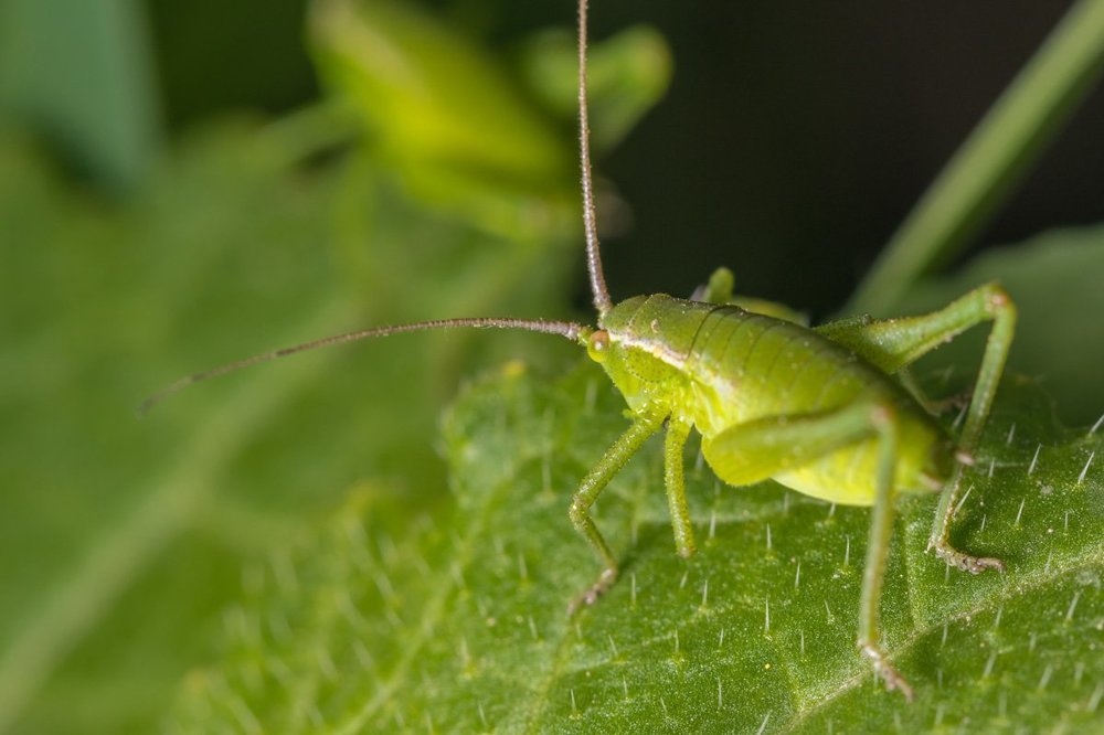 в траве сидел кузнечик