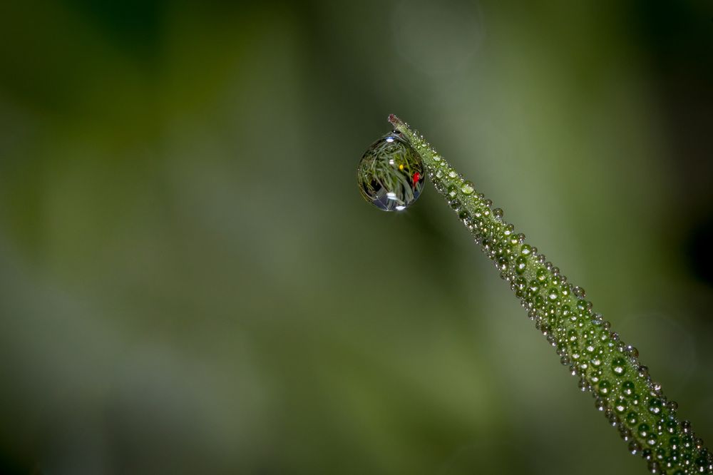 росинка в траве