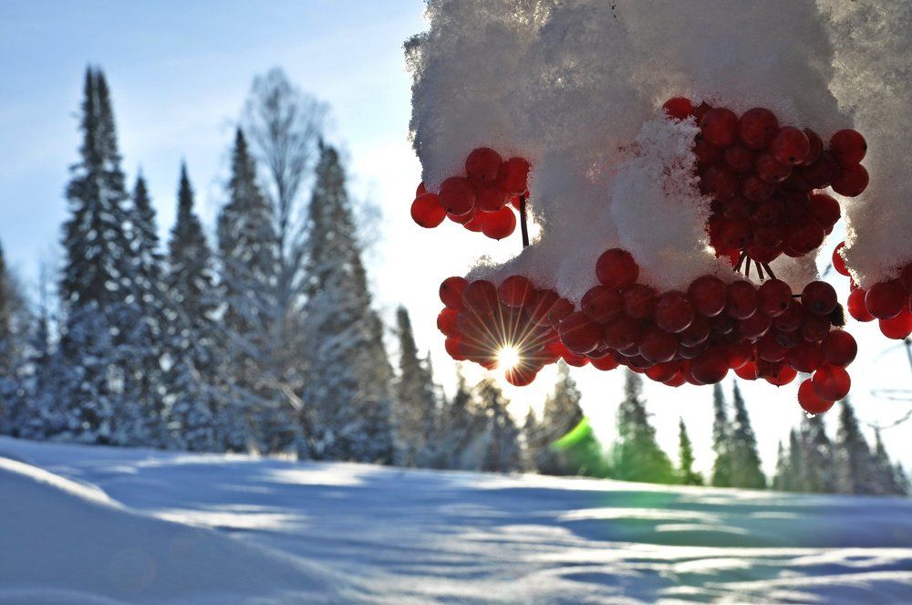 Сибирский витамин