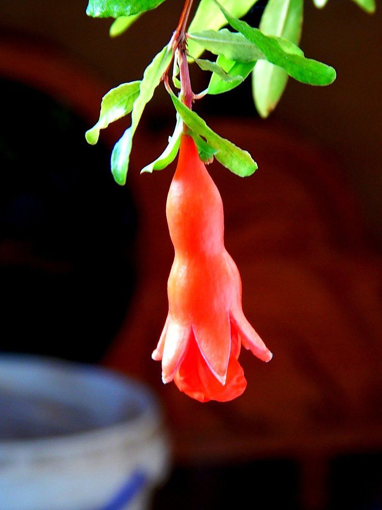 Цветок граната