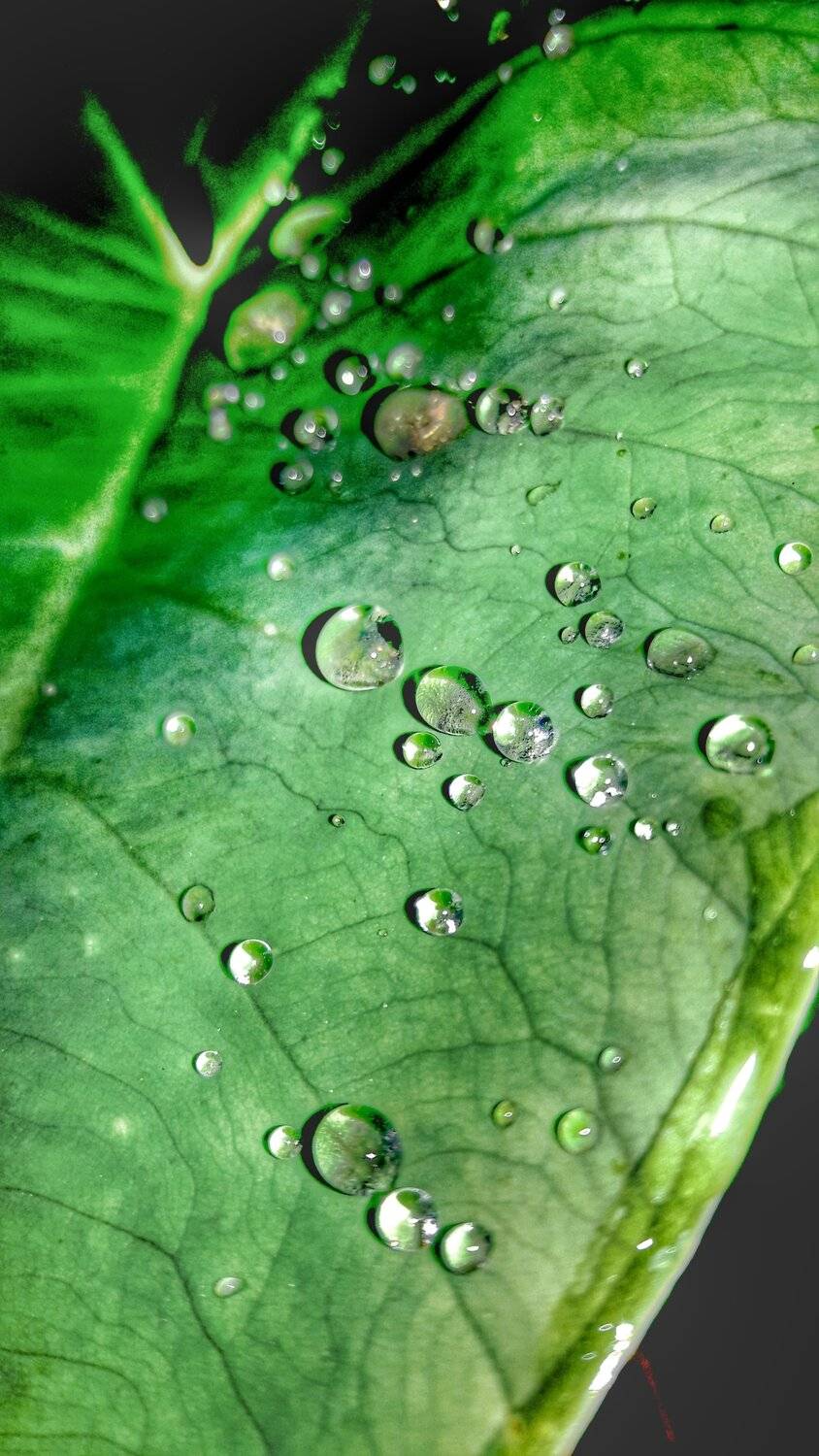 rain drops