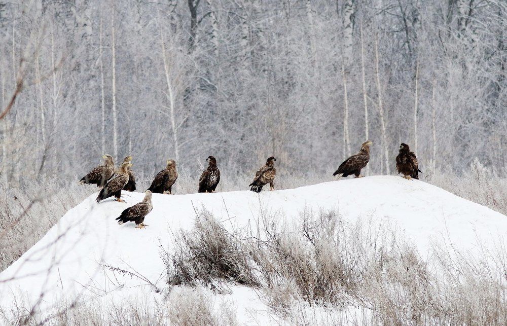 Сходка по утру....