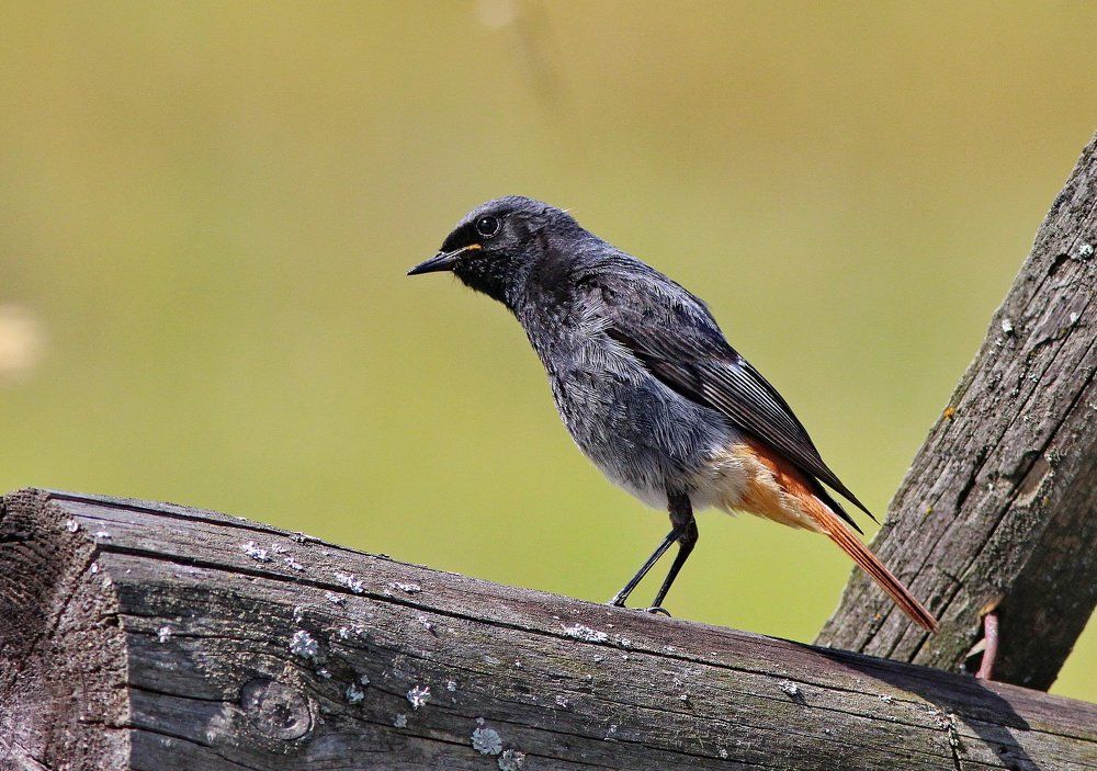 Птичка цвета сажи печной...