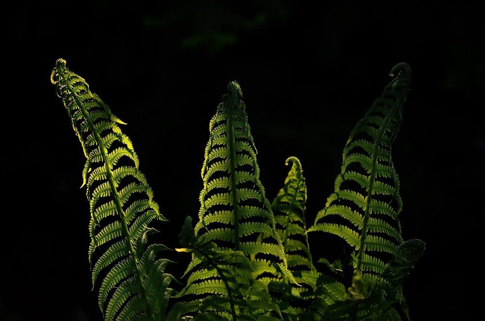 Листья папоротника в лучах солнца