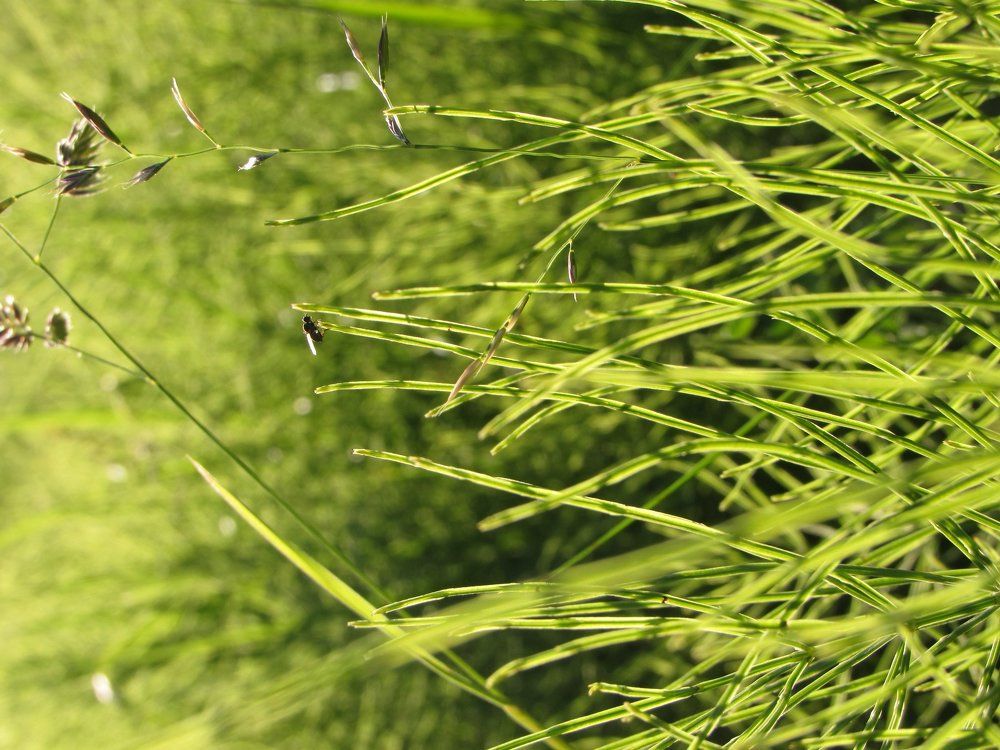 Сидел в траве...