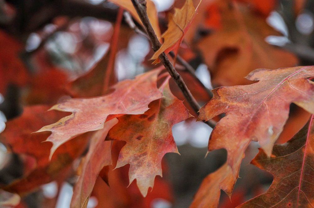 Гуляя по осеннему парку