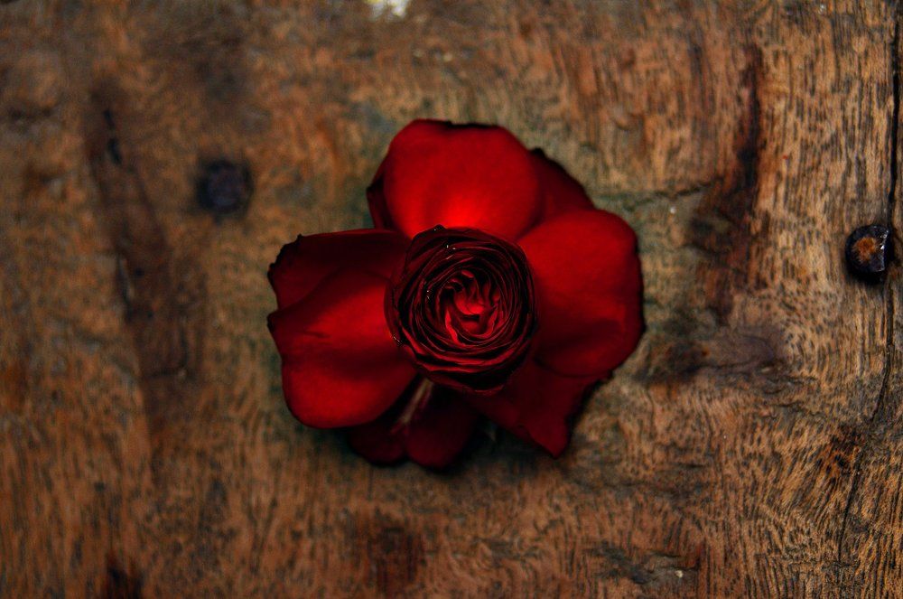 Rose=love