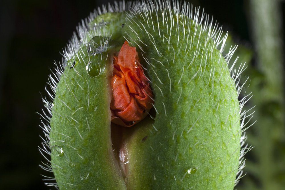 Рождение жизни