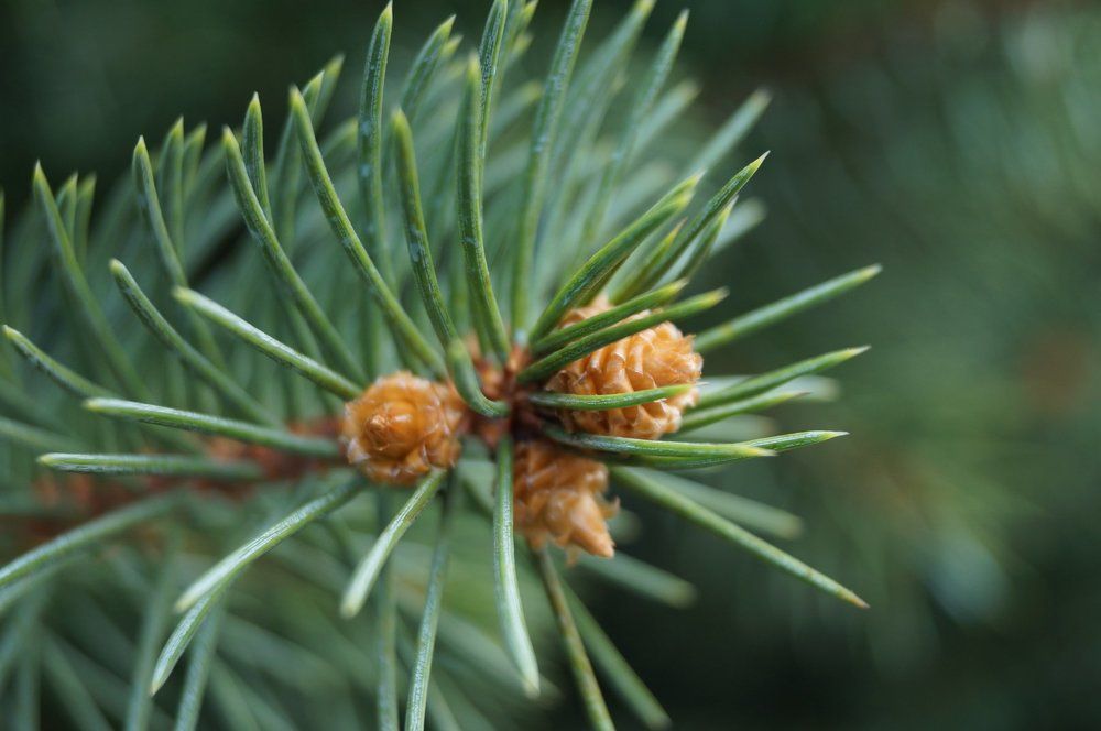 Хвойная красота