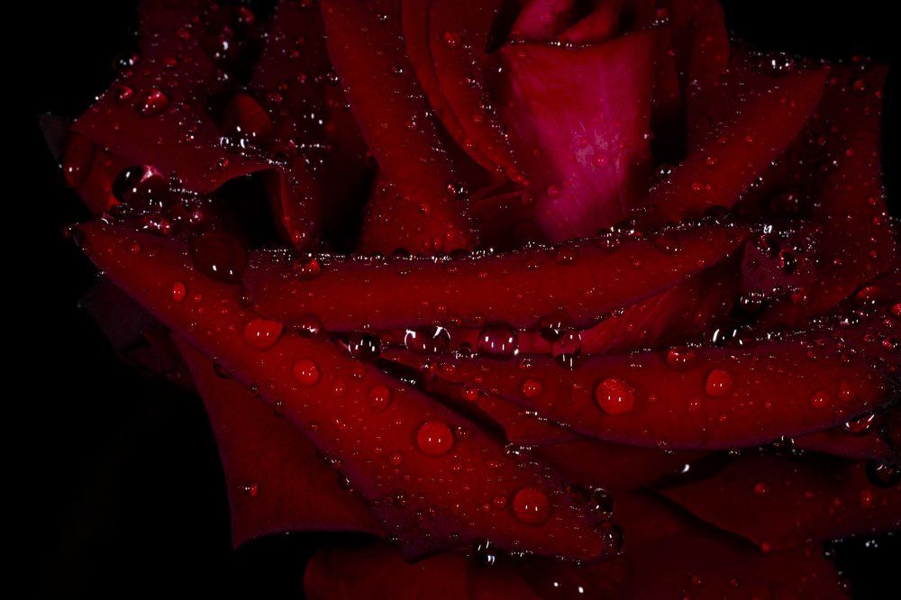 Роза в каплях дождя