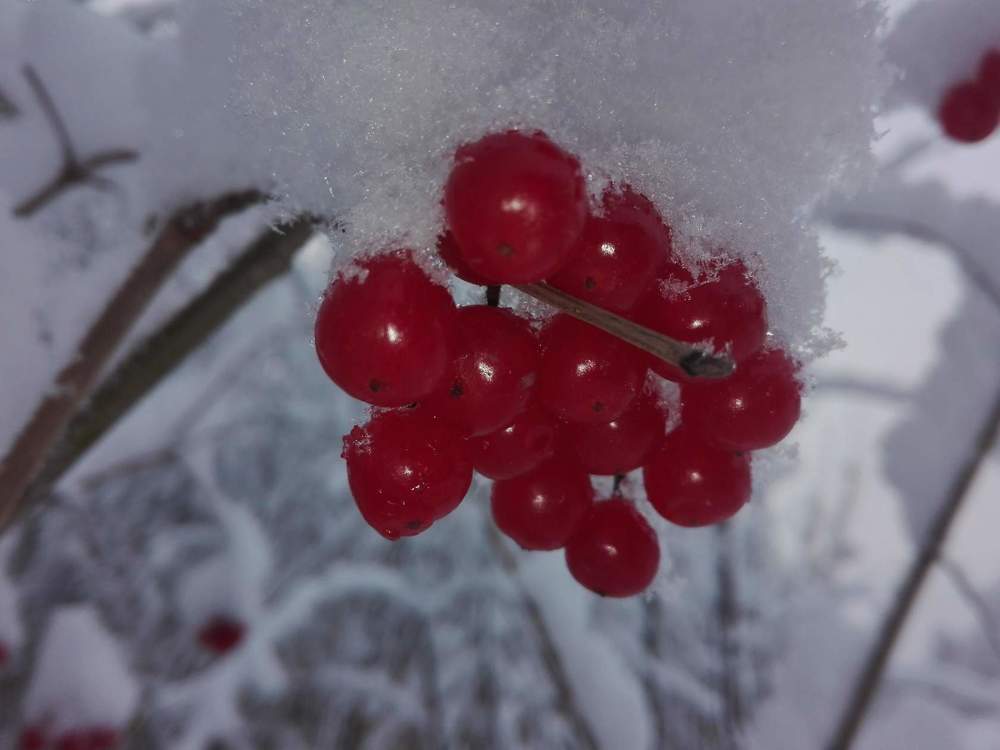 Ягоды в снегу