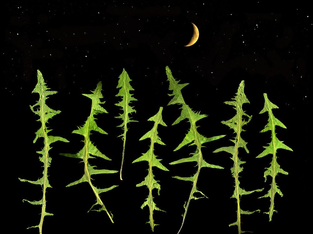 dandelion leaves and moon