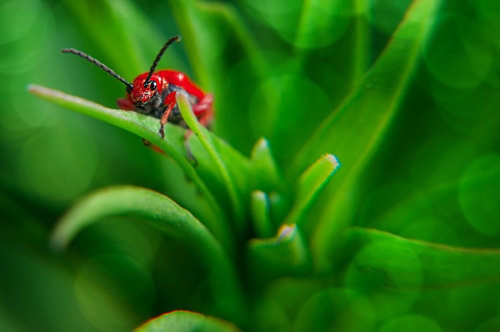 Красный жук