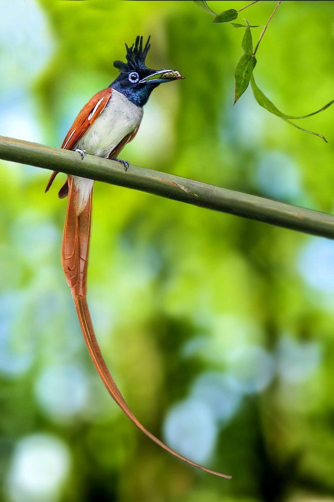 Paradise Flycatcher