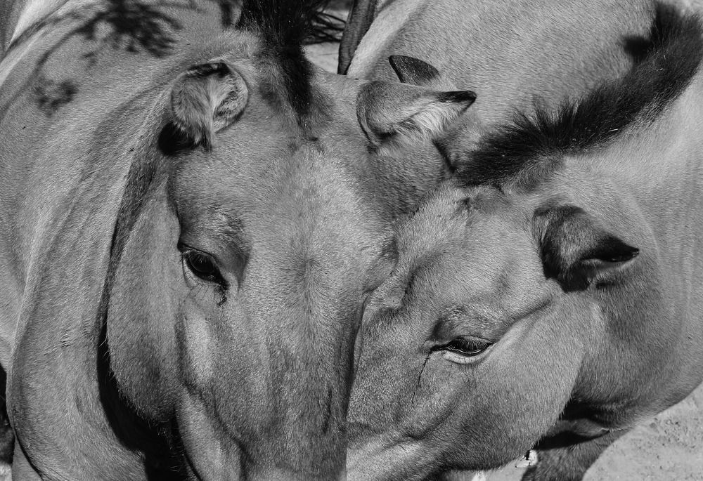 Wild love horses