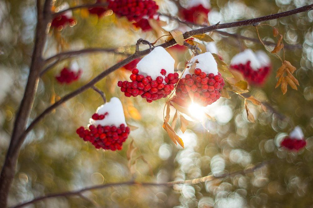 Рябинка в снегу