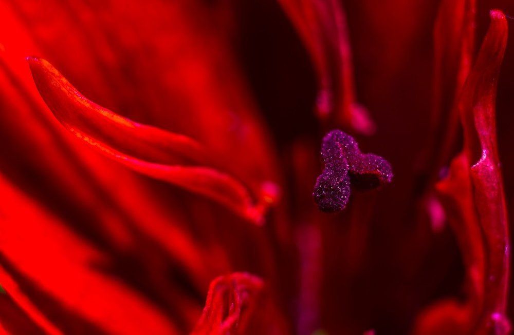 цветочное пламя