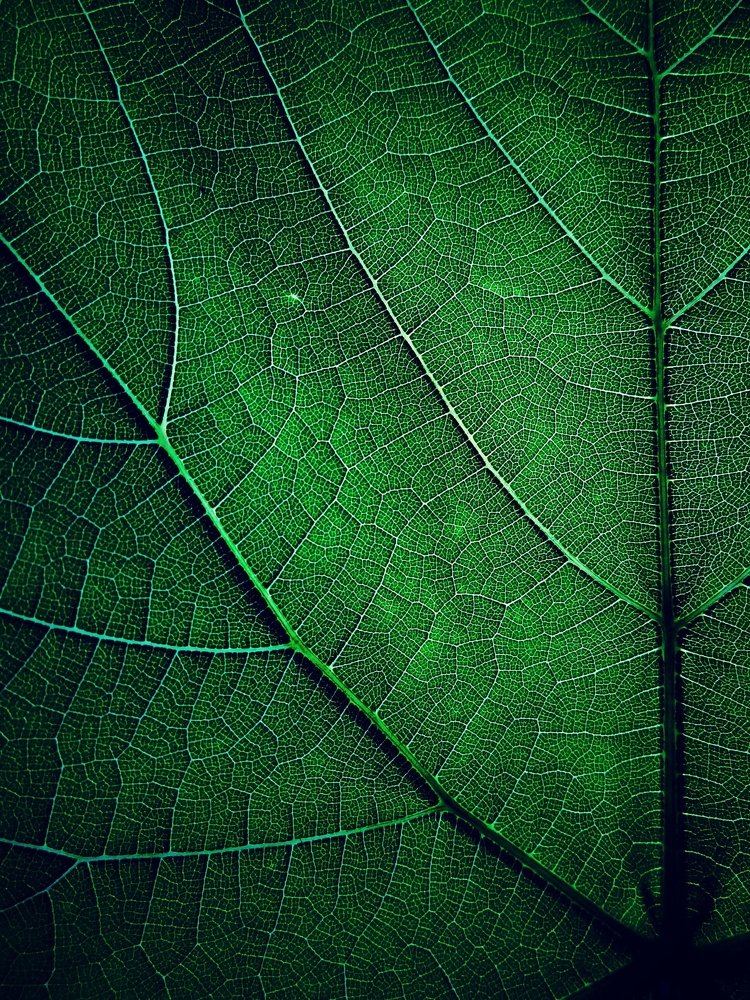 Photograph by Стефанова Татьяна