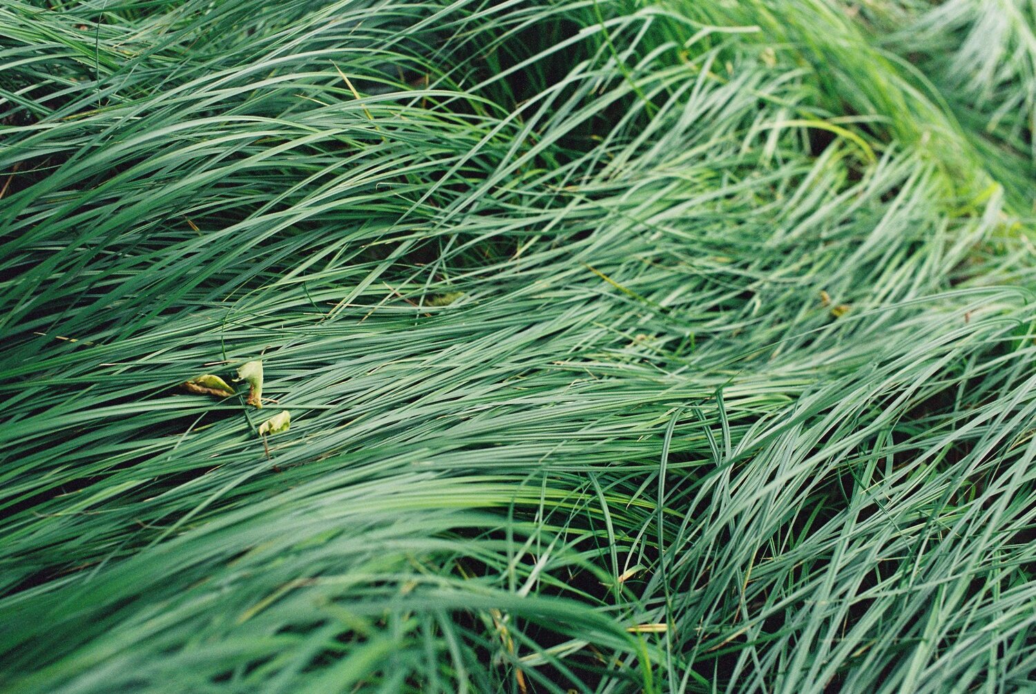 green wave
