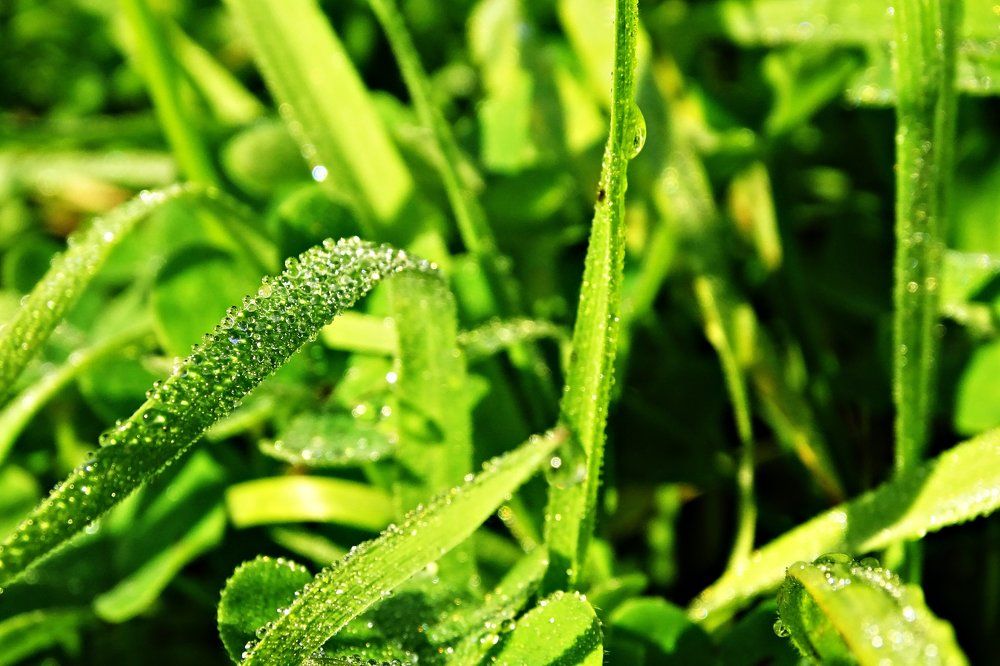 Утренняя роса