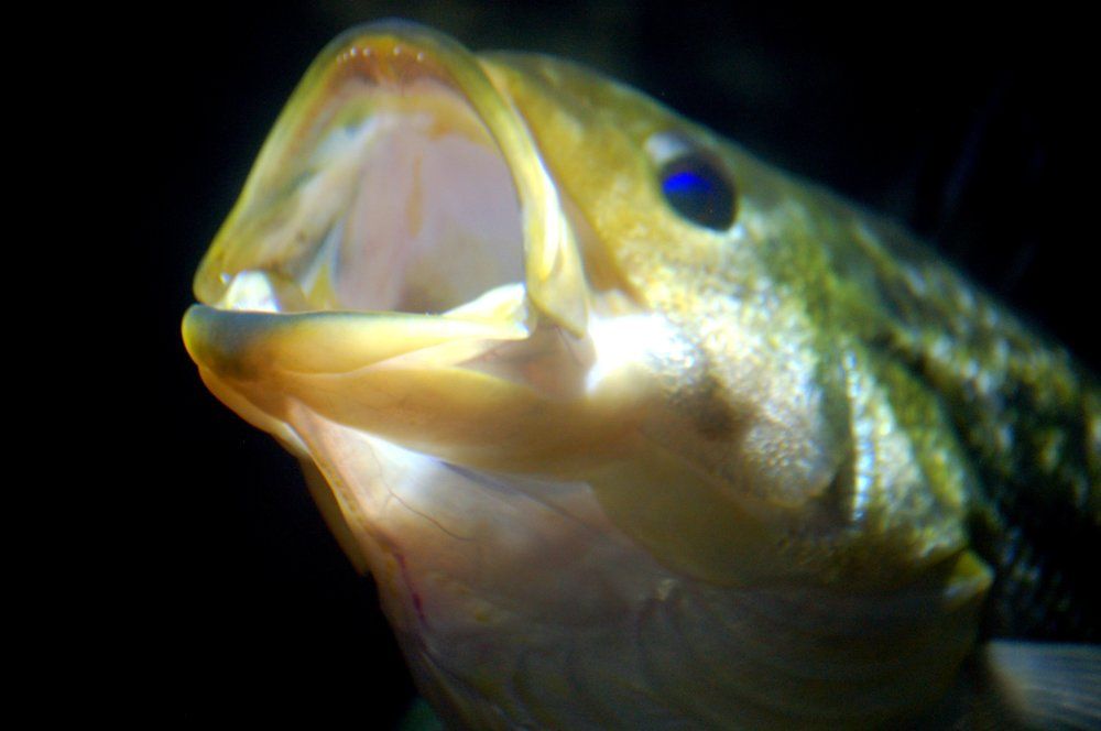 Fish Mouth