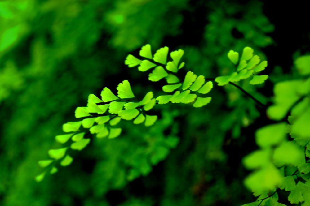 Когда цветет папоротник...