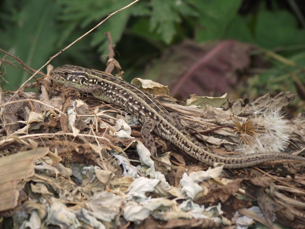 Photograph by Елена Стрельцова