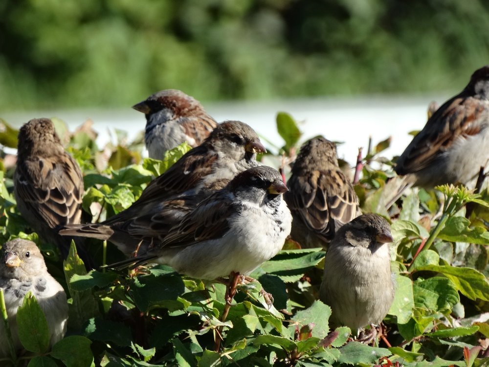 Шумная компания