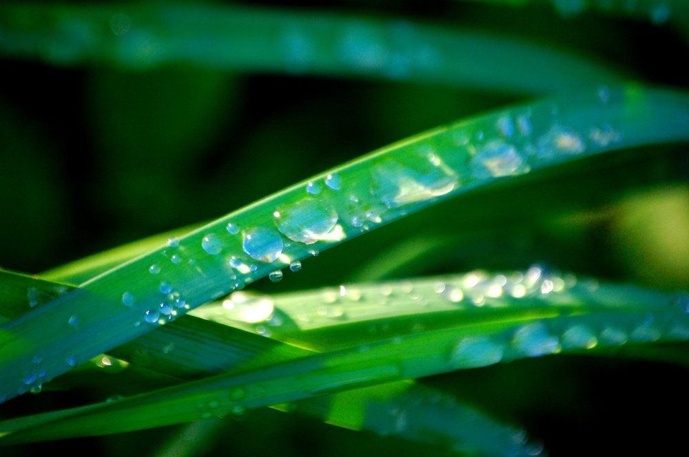 Morning Dew