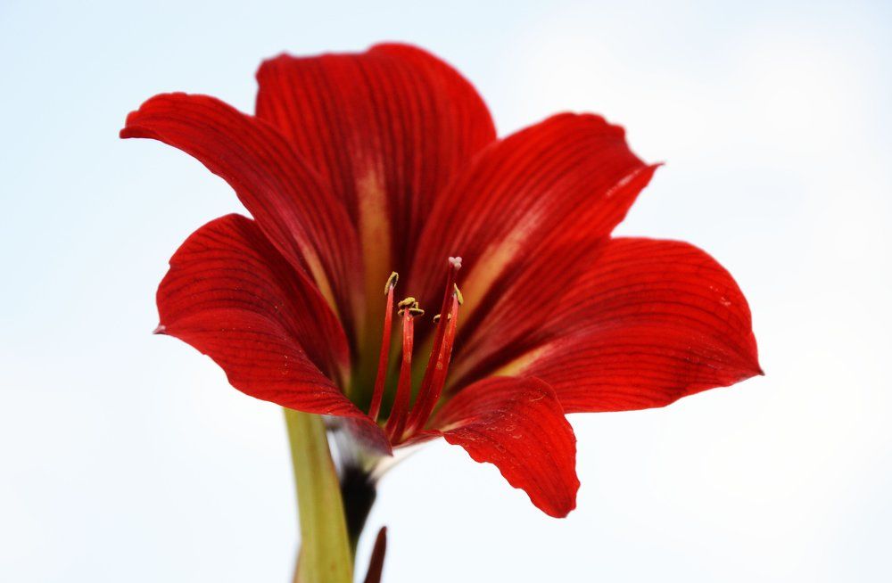 Red Flower