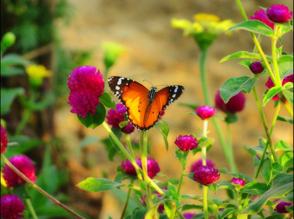 Natural creation