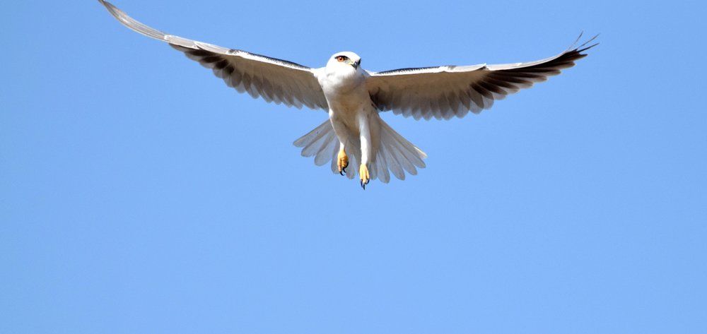 Black Winged Kite