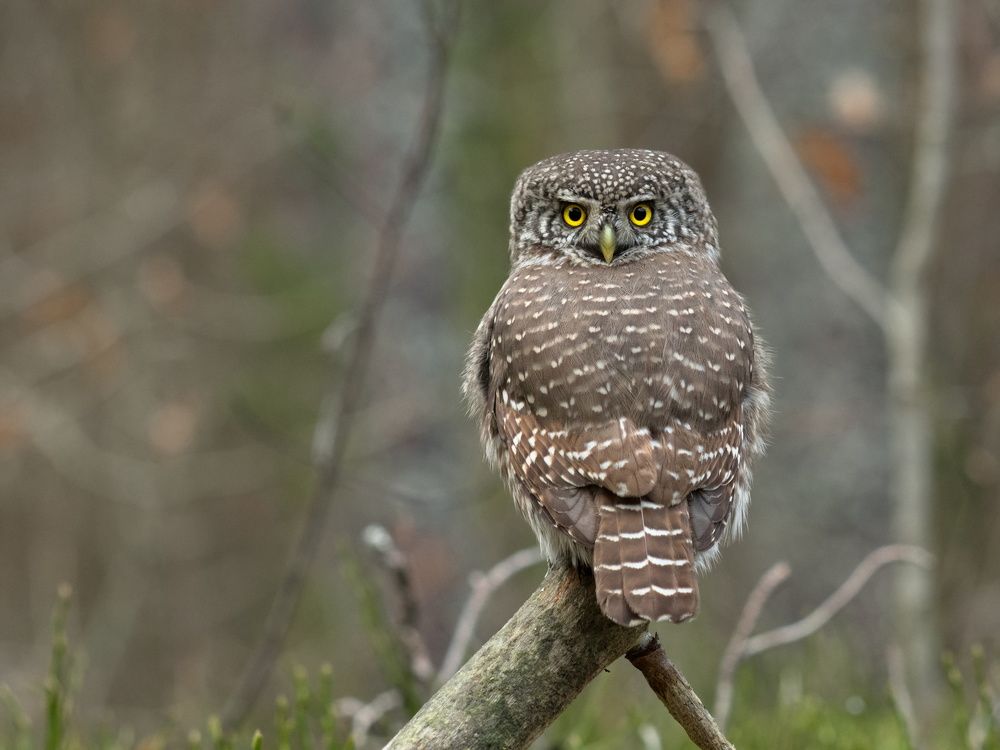 Сыч-воробей