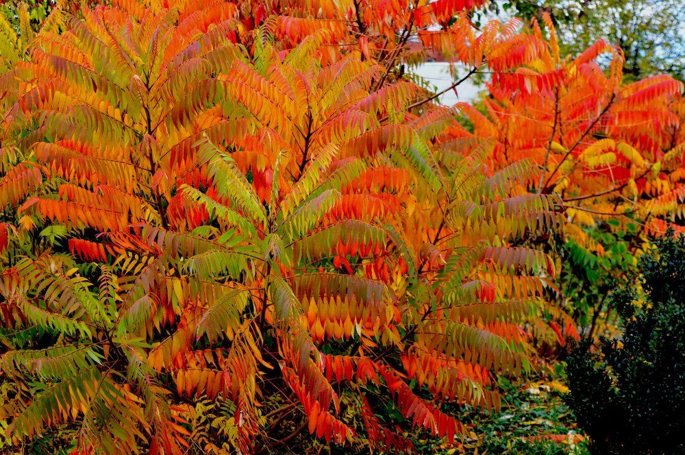 Красные листья осени