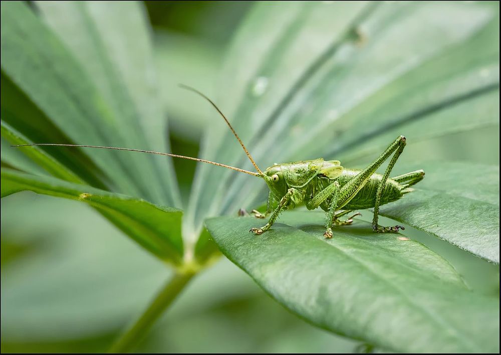 Маскировка на местности