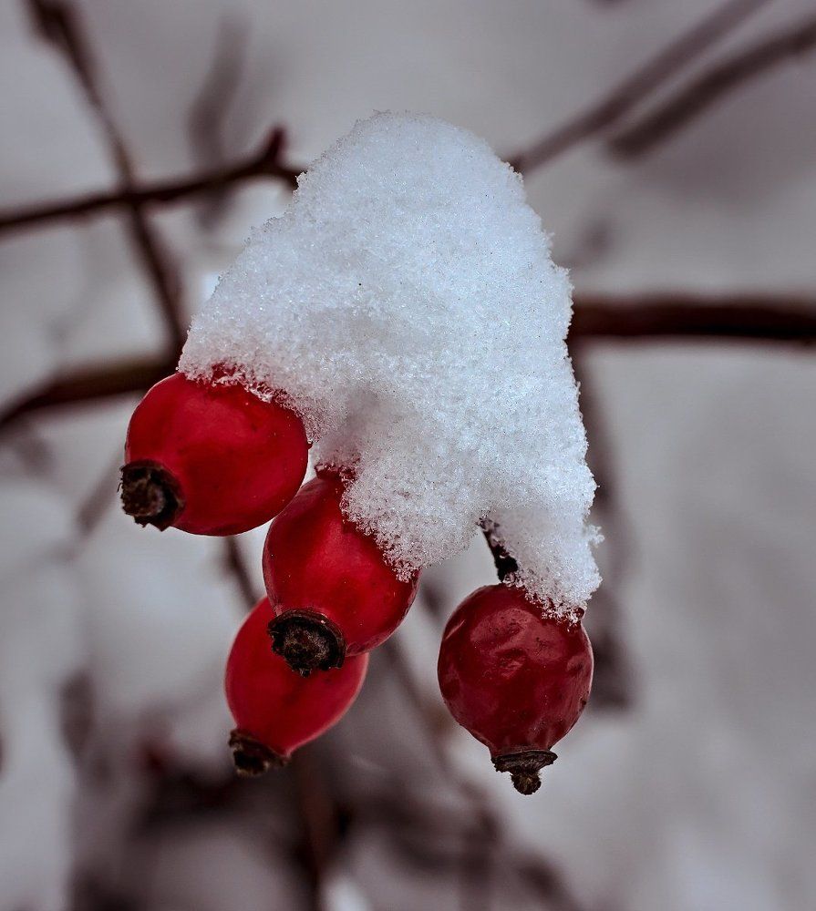 Снежная шапка для шиповника