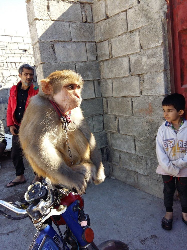 Monkey