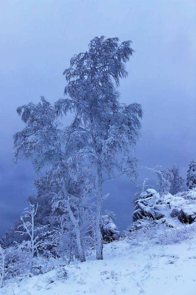 Зимние сны о лете
